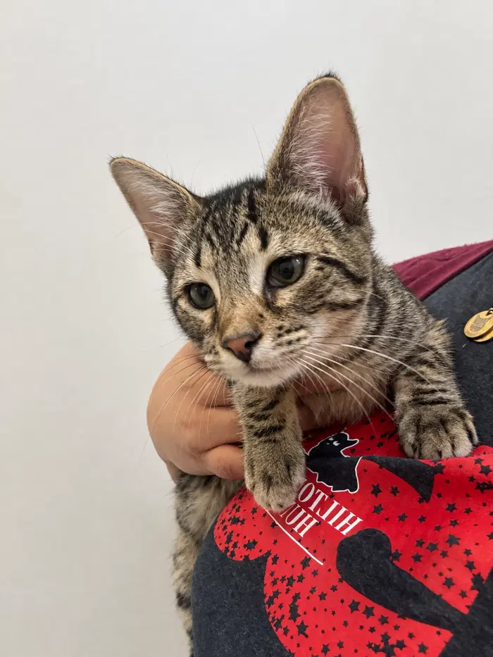 Dean - Domestic Short Hair
