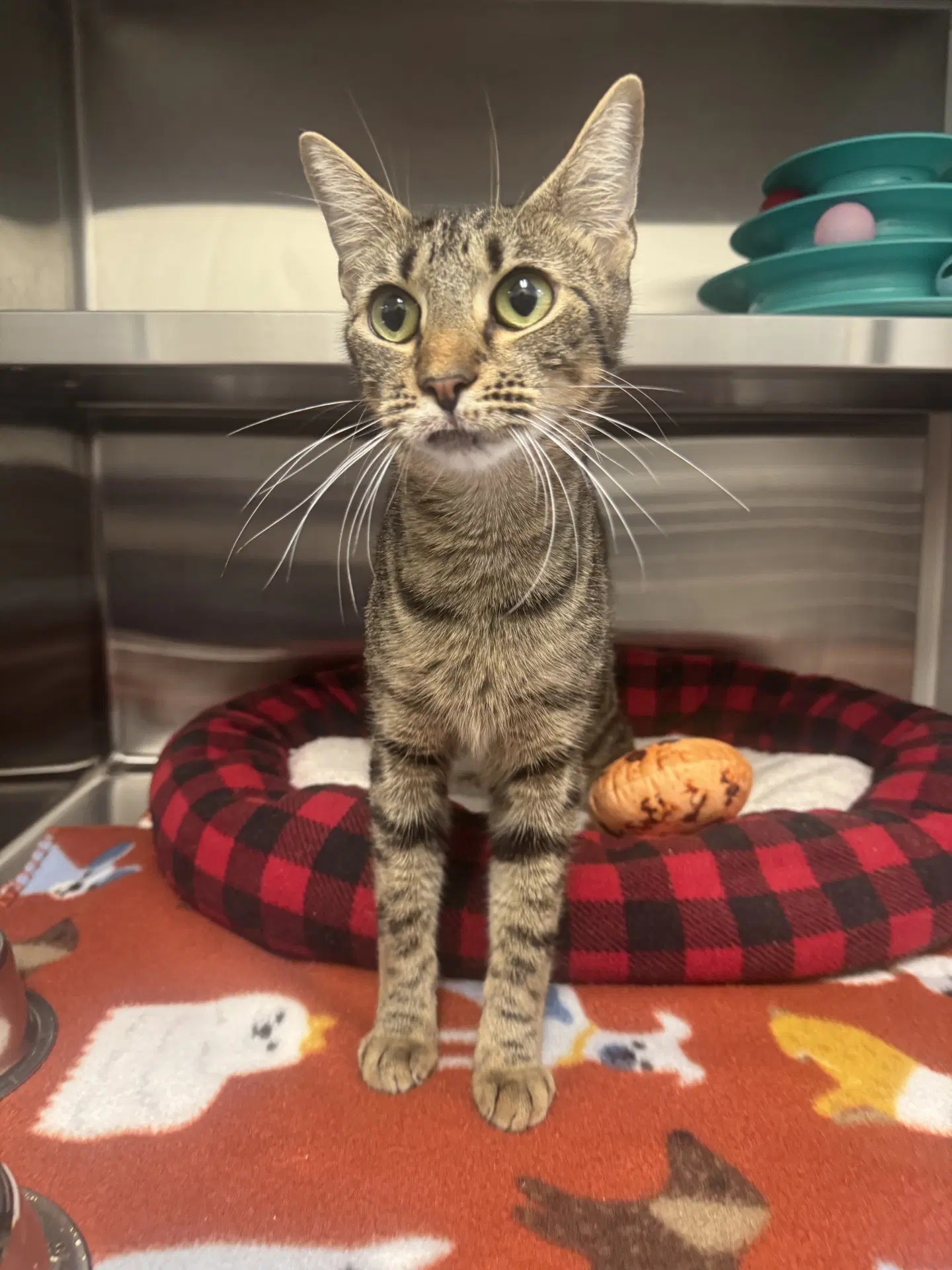 Kanga - Domestic Short Hair