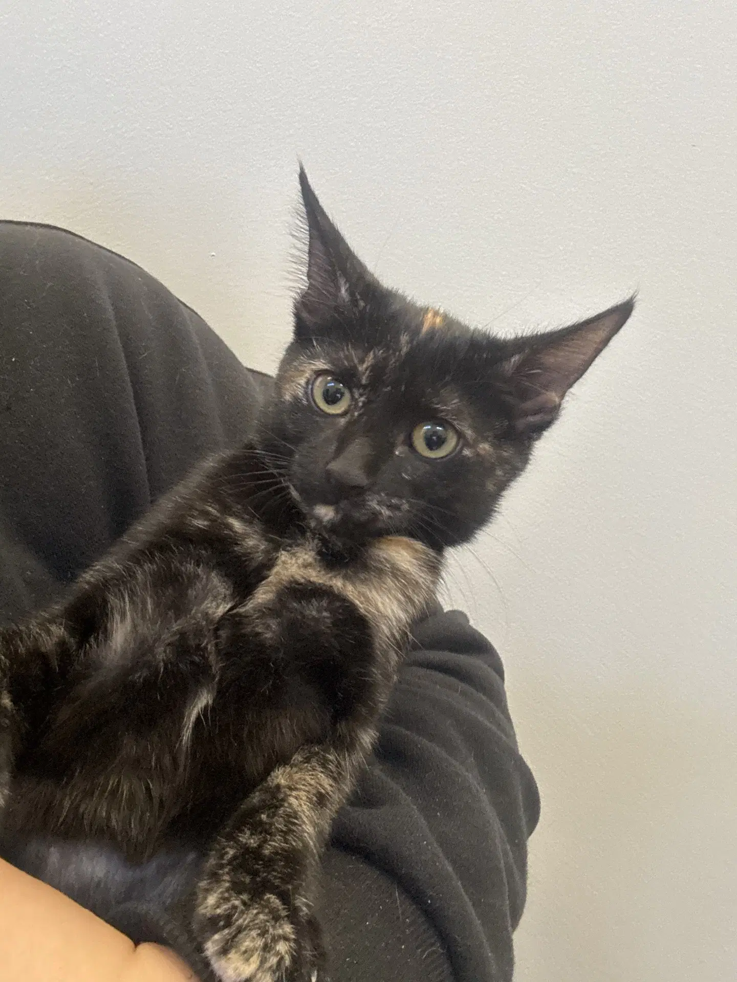 Kylie - Domestic Short Hair