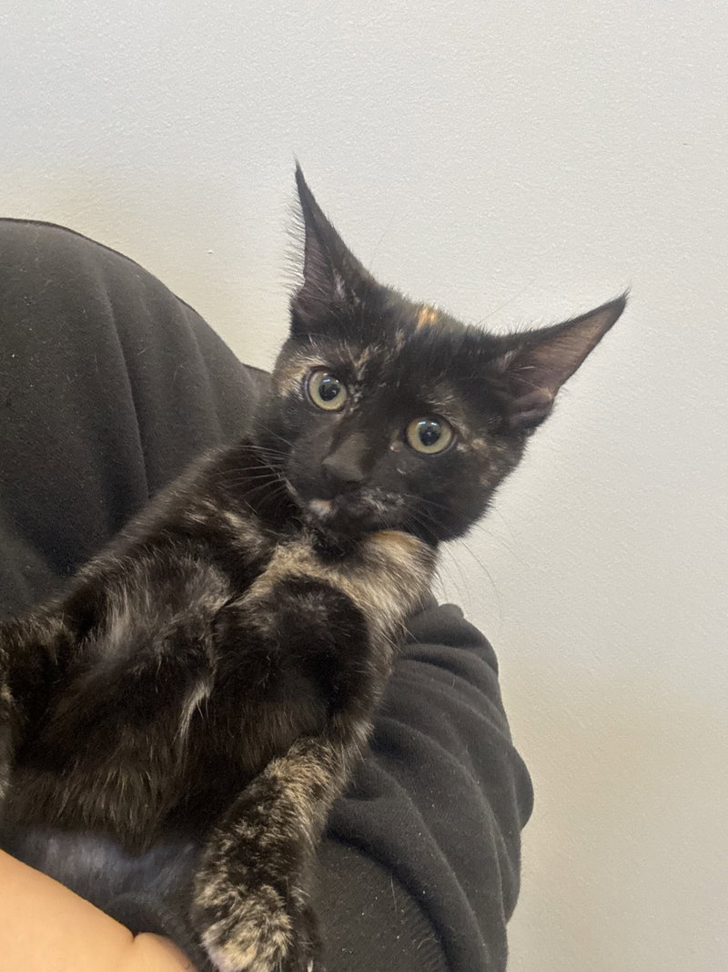 Kylie, an adoptable Domestic Short Hair / Mixed (short coat)