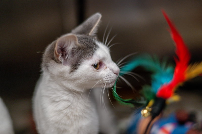 Silver, an adoptable Domestic Short Hair / Mixed (short coat)