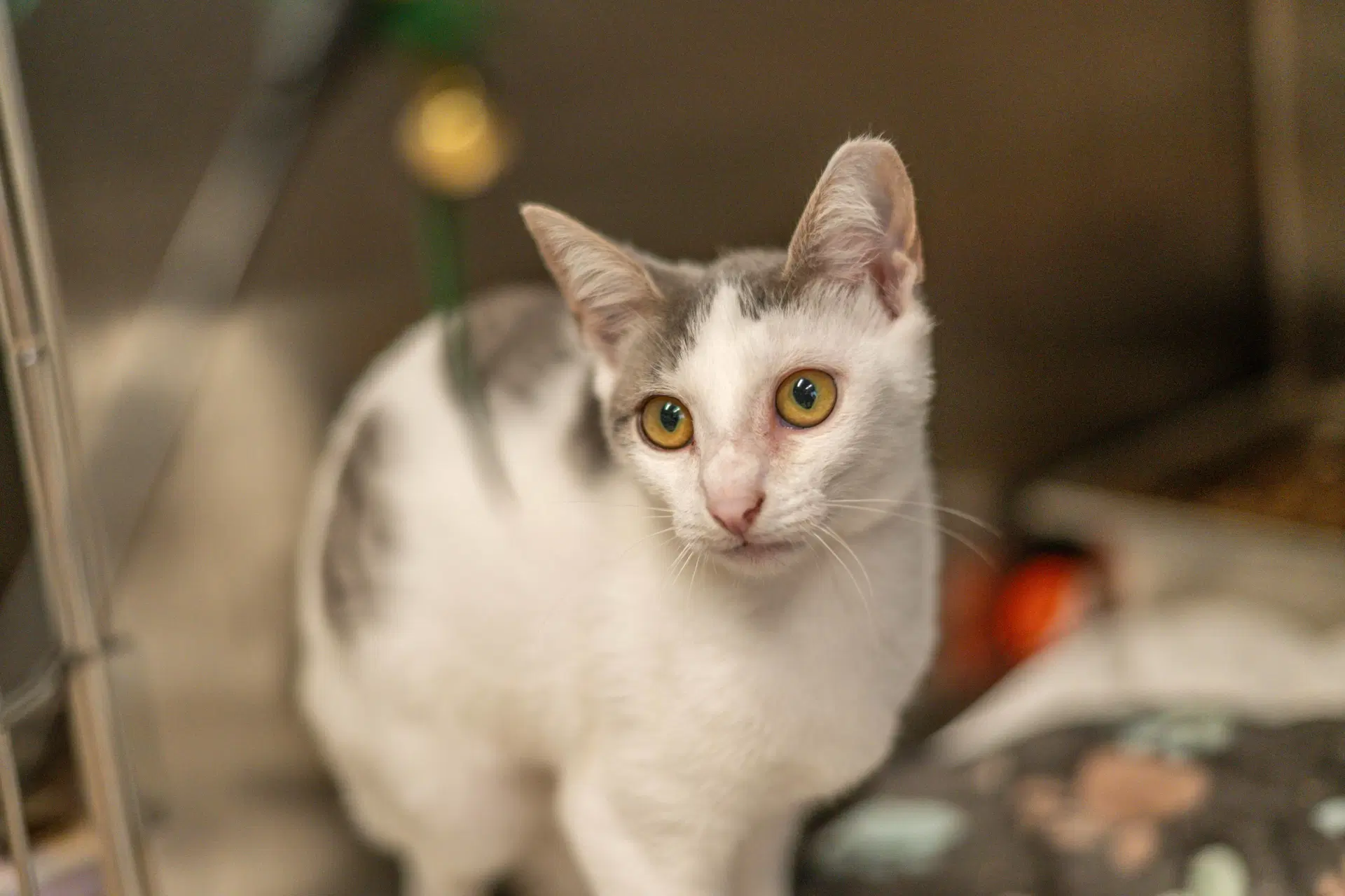 Cloud - Domestic Short Hair