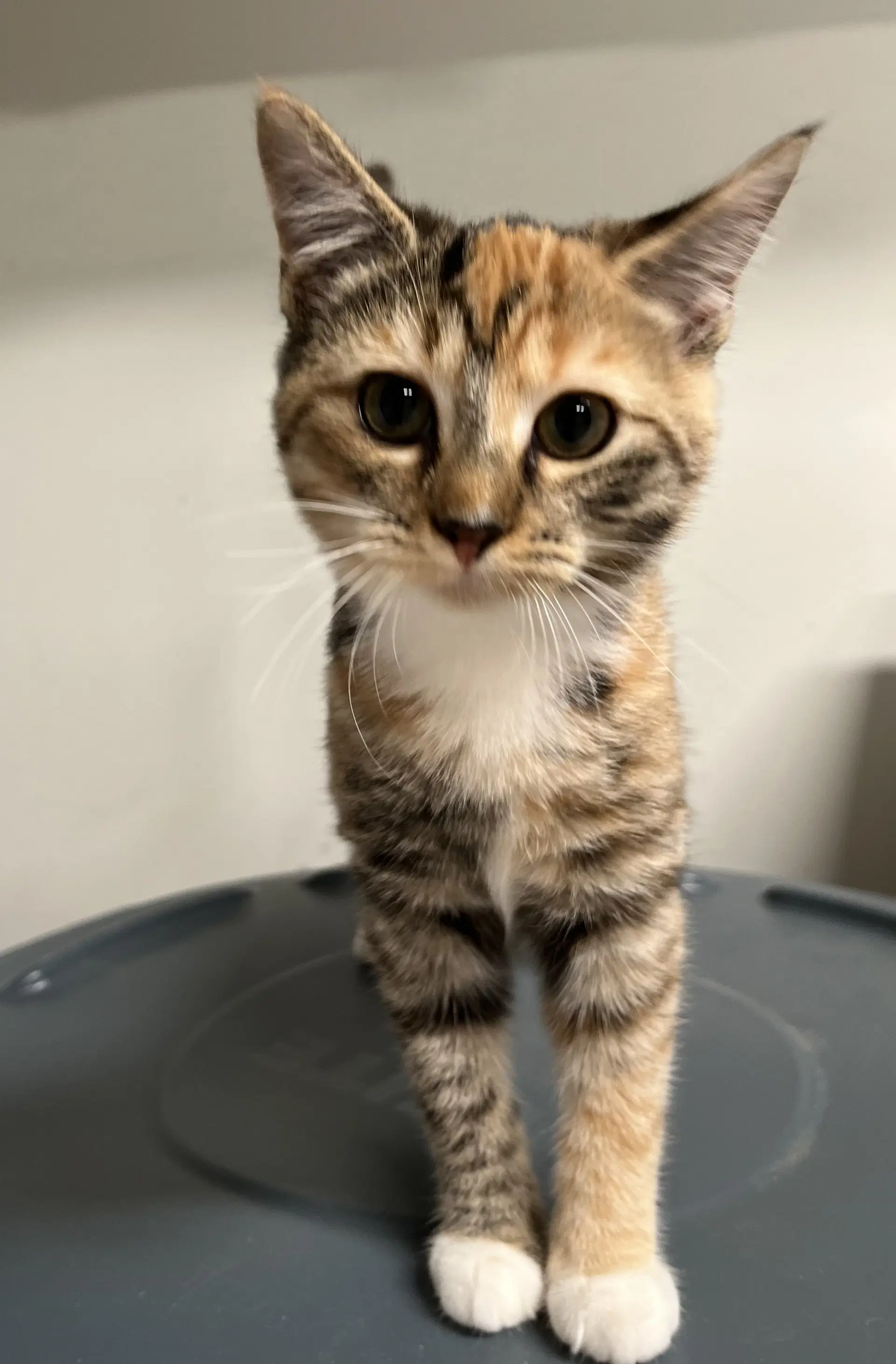 Katie Kat image 1