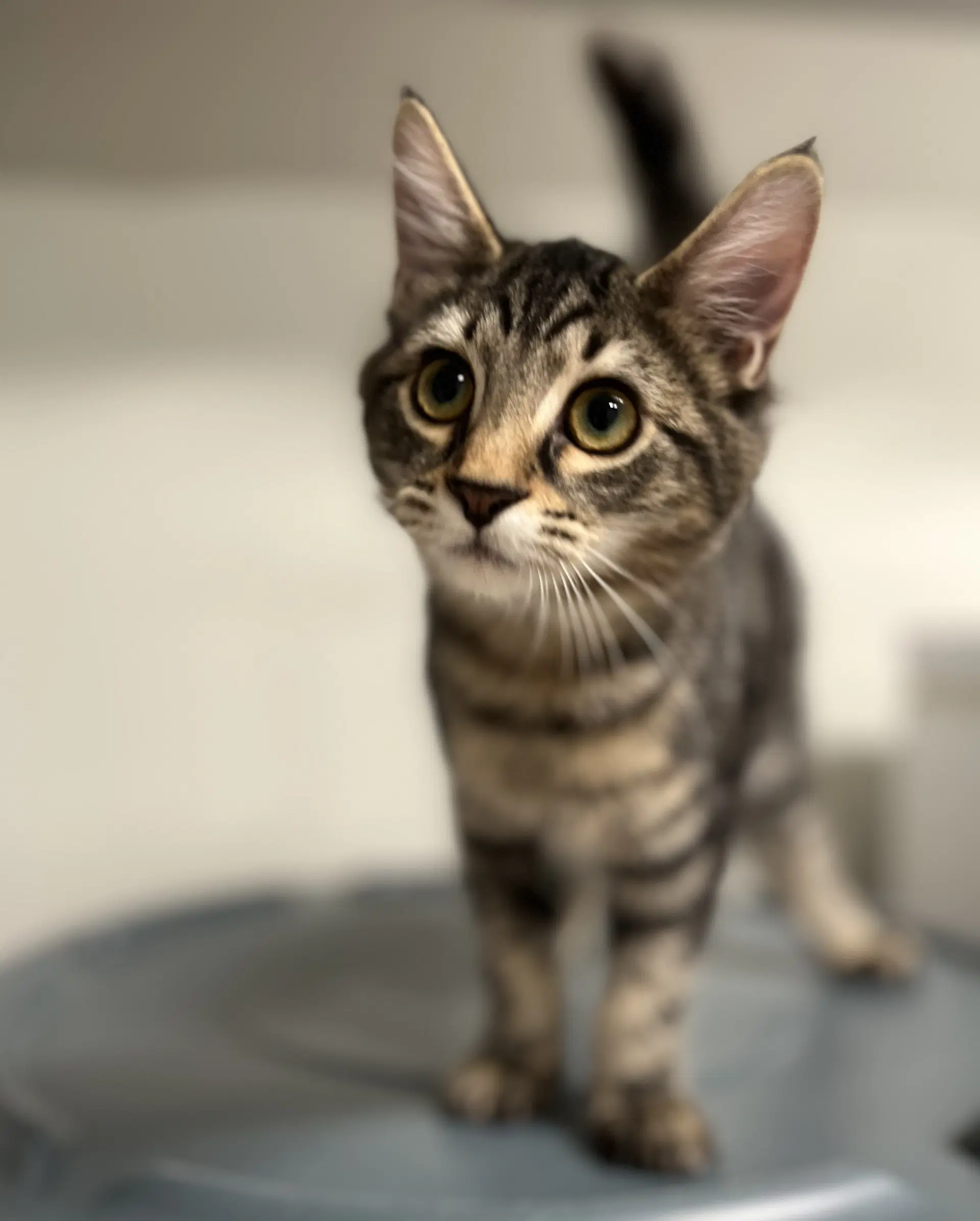 Mick Jaguar - Domestic Short Hair
