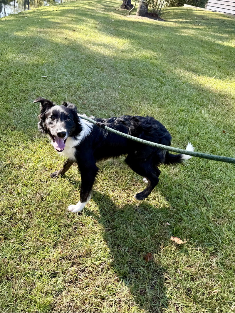 Asher, an adoptable Border Collie / Mixed