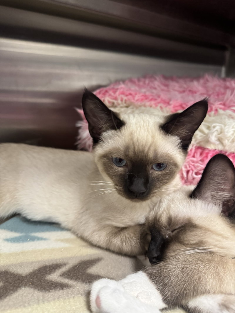 Mei, an adoptable Domestic Short Hair / Mixed (short coat)