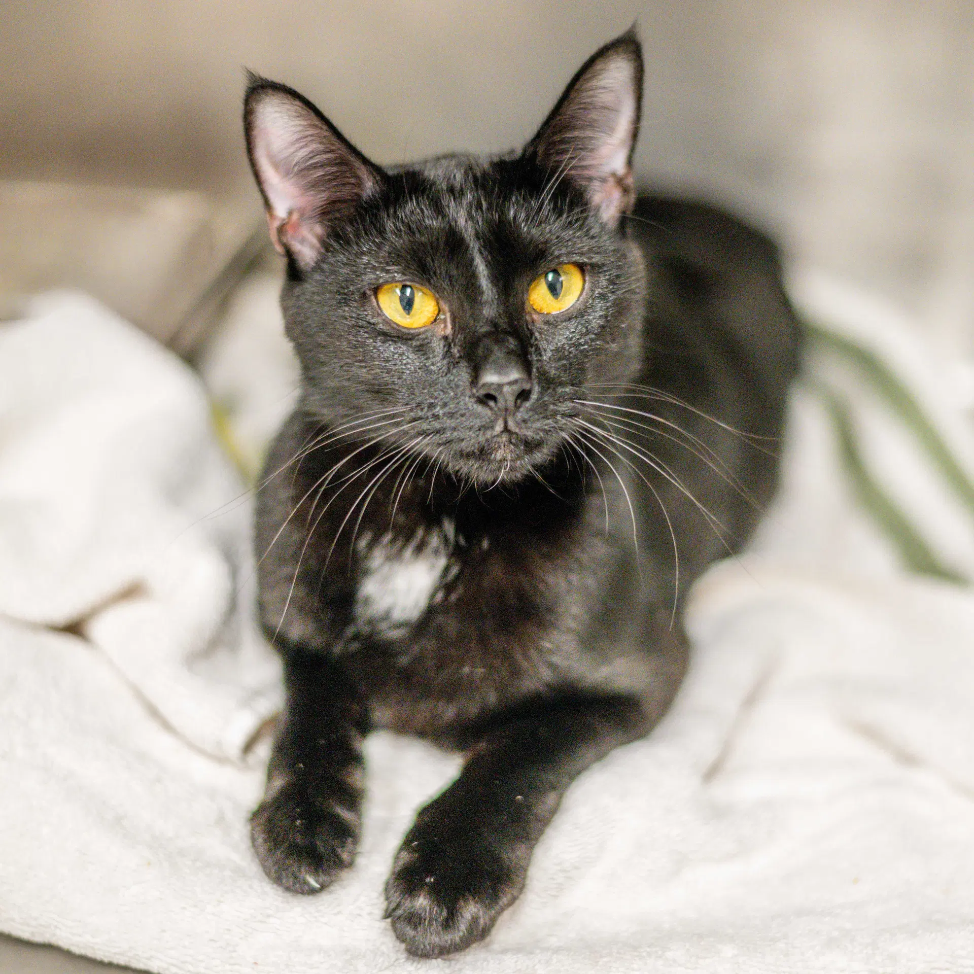 Willow - Domestic Short Hair