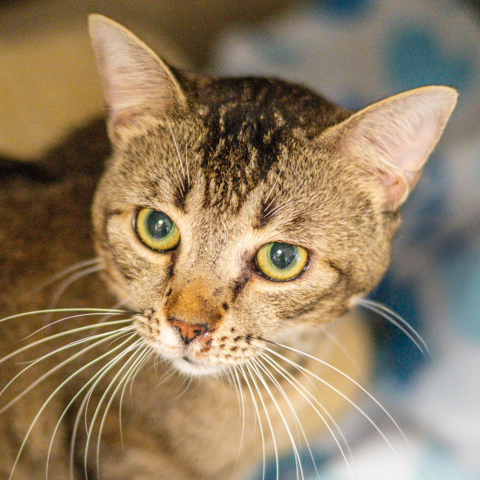 Vespertilio - Domestic Short Hair