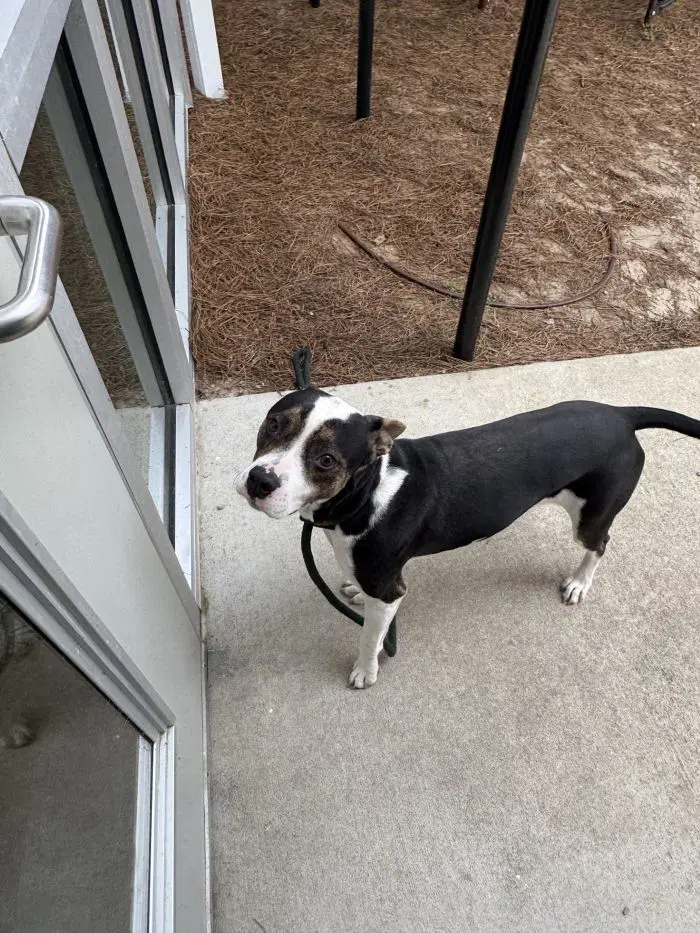 Kenai - Terrier
