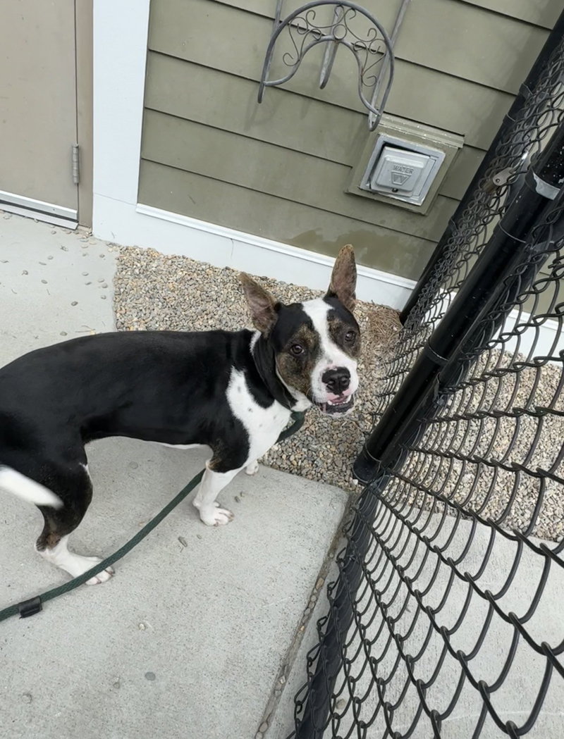 Kenai, an adoptable Terrier / Mixed (short coat)