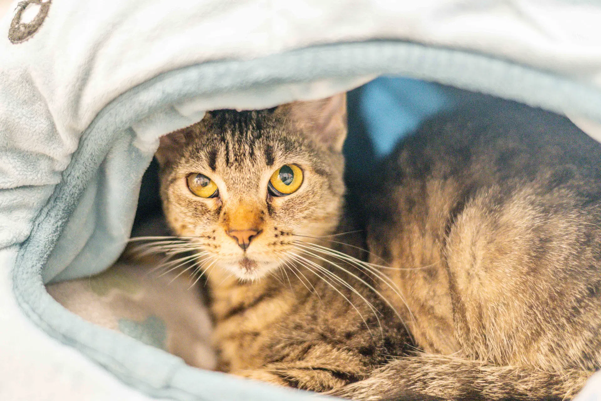 Karah - Domestic Short Hair