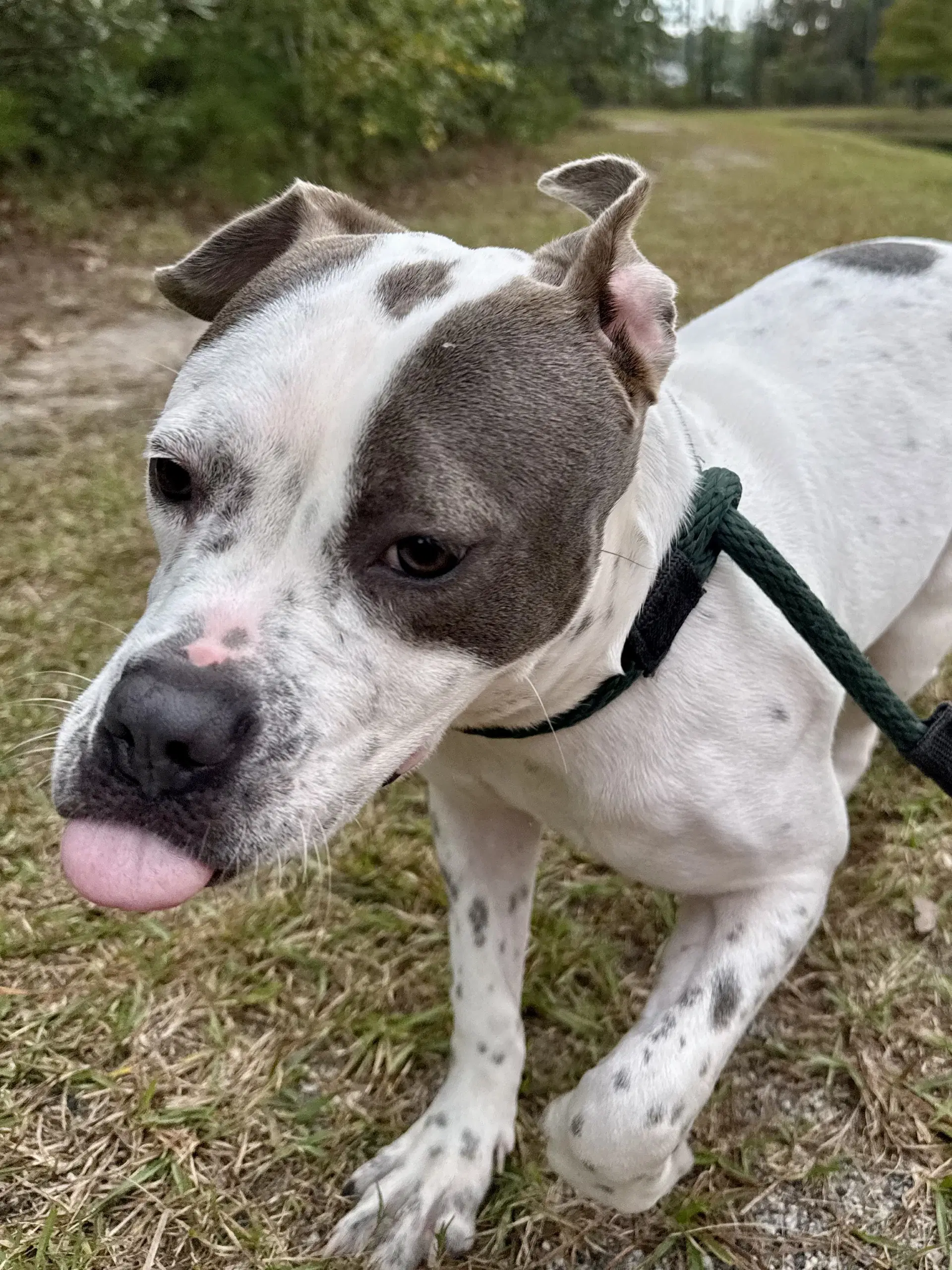 Dot - Bulldog