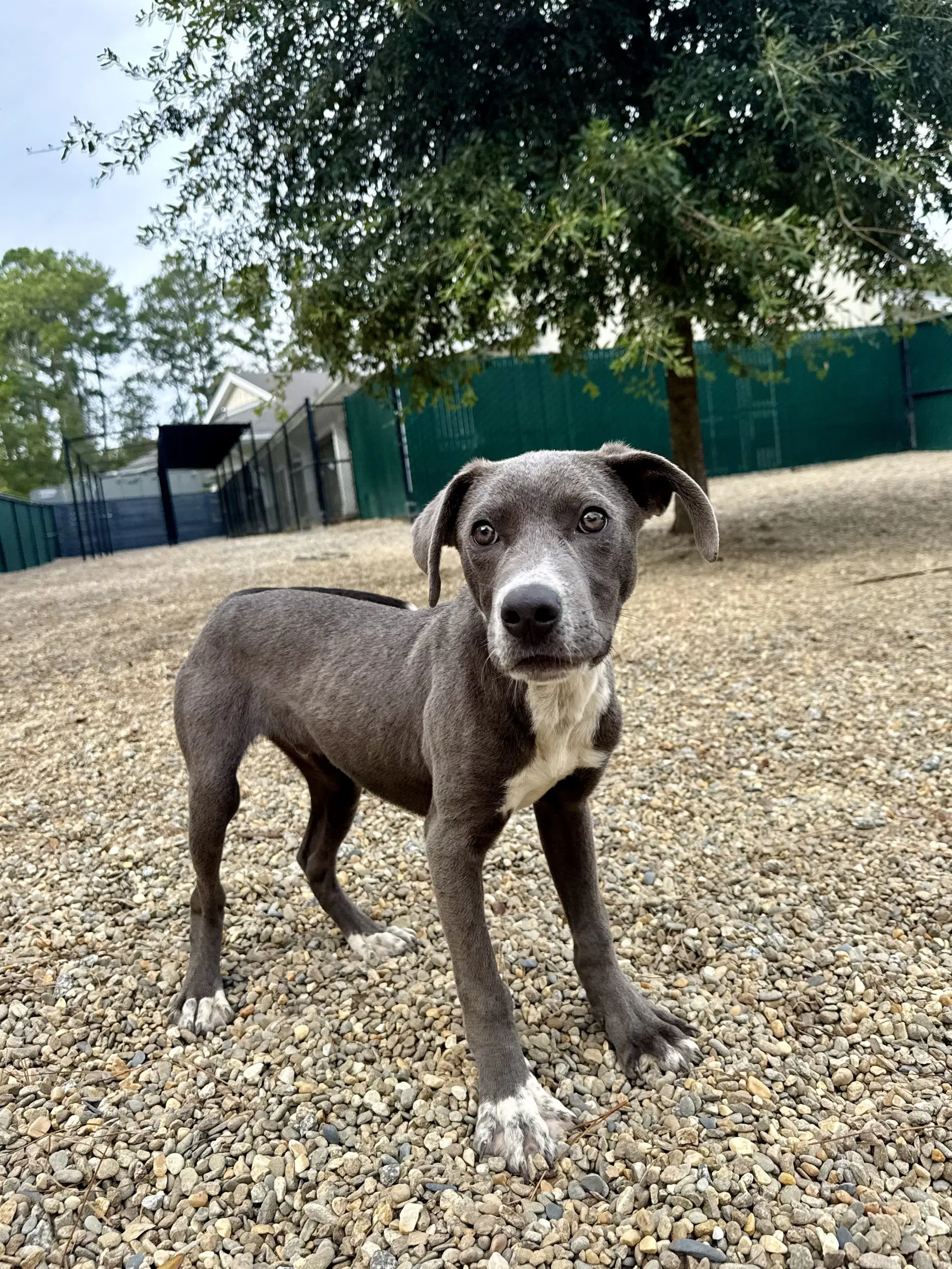 Xander - Weimaraner