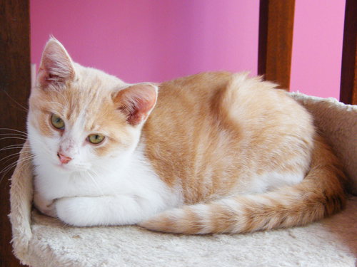 PINEAPPLE - American Shorthair / Tabby available for adoption
