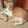 Pineapple - Photo 9