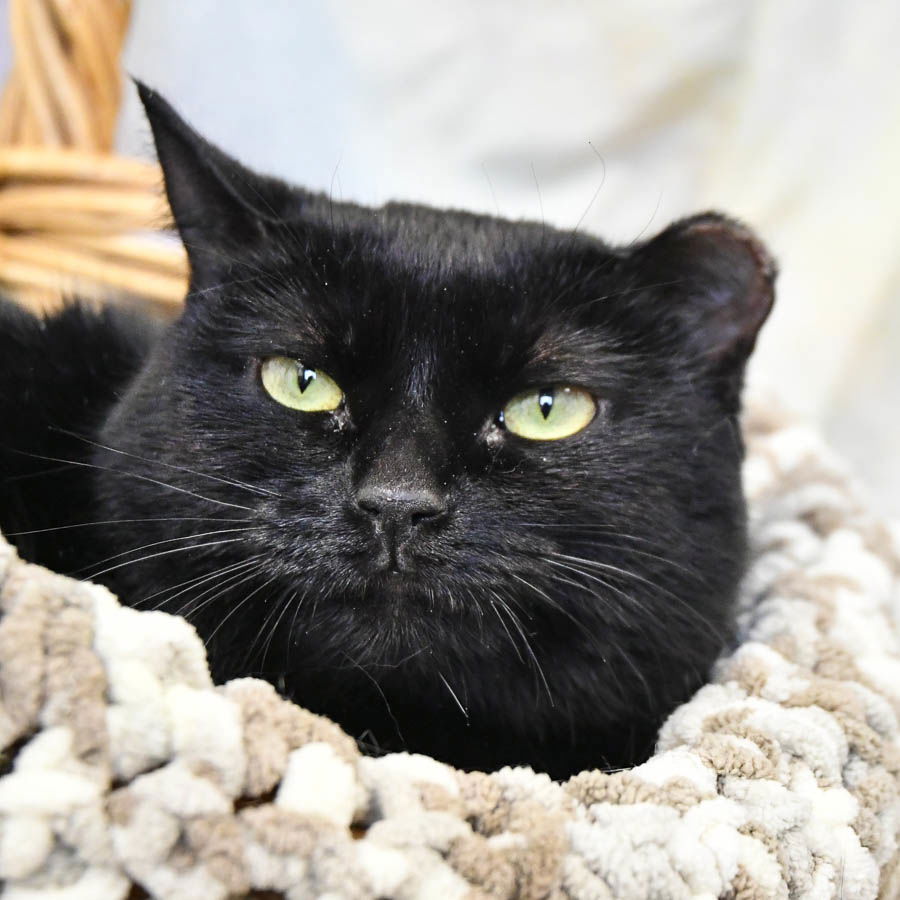 adoptable Cat in Huntley, IL named Sally