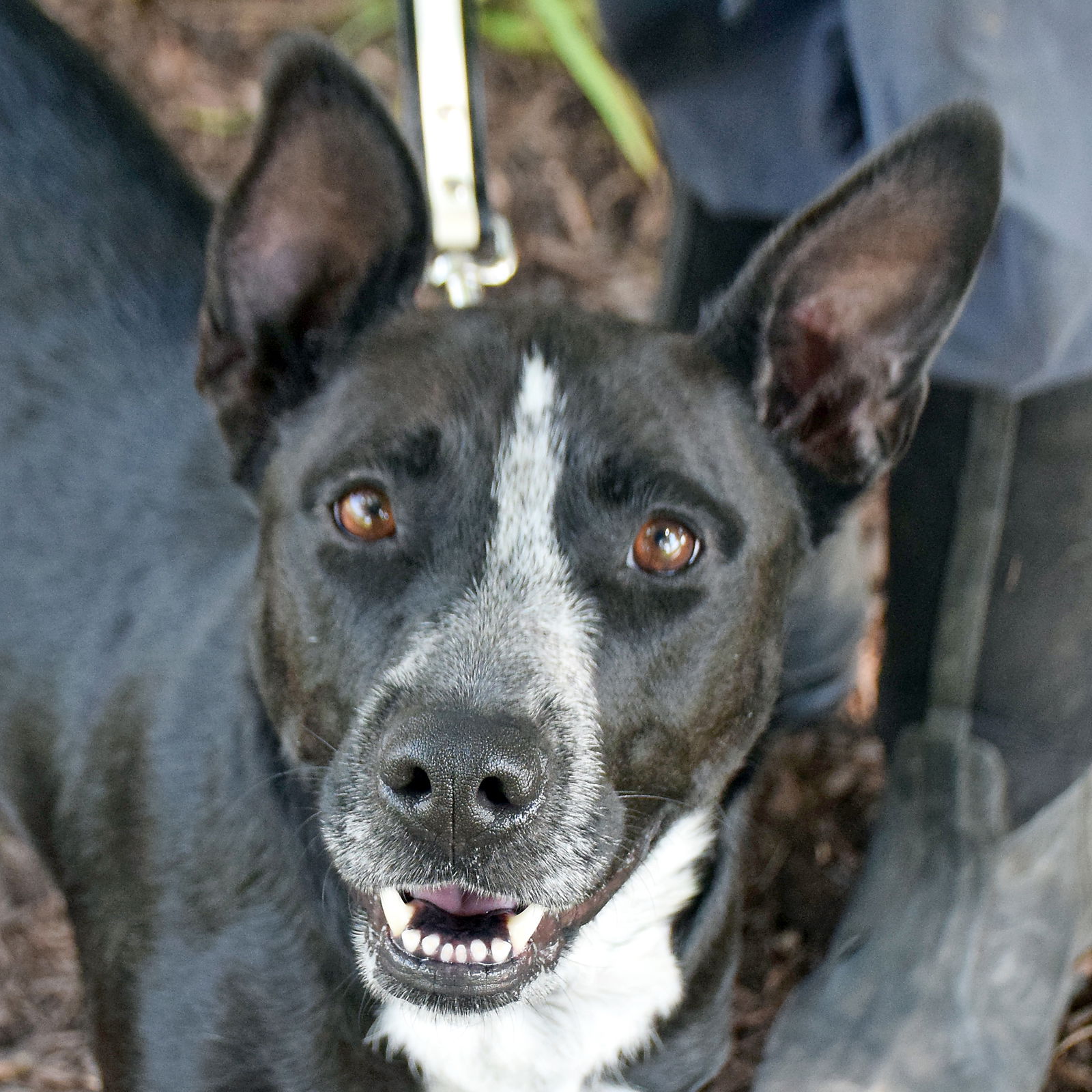 adoptable Dog in Huntley, IL named Roxi