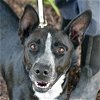 adoptable Dog in huntley, IL named Roxi