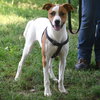 Ollie - Photo 2