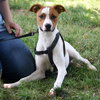 Ollie - Photo 3