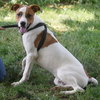 Ollie - Photo 4