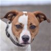 adoptable Dog in huntley, IL named Ollie