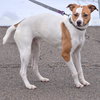Ollie - Photo 5