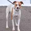 Ollie - Photo 7