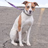 Ollie - Photo 6