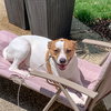 Ollie - Photo 9