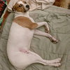 Ollie - Photo 10