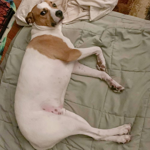 Ollie, an adoptable Yellow Labrador Retriever / Boxer / Mixed at Animal House Shelter — photo 10