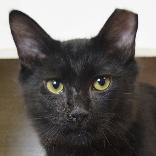 Nibbler, Baby Maine Coon / Domestic Long Hair / Mixed (medium coat), cat for adoption in Orland Park, Illinois