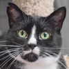 adoptable Cat in Huntley, IL named Antoinette