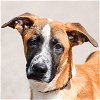 adoptable Dog in  named Scooby