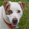 adoptable Dog in huntley, IL named Frank