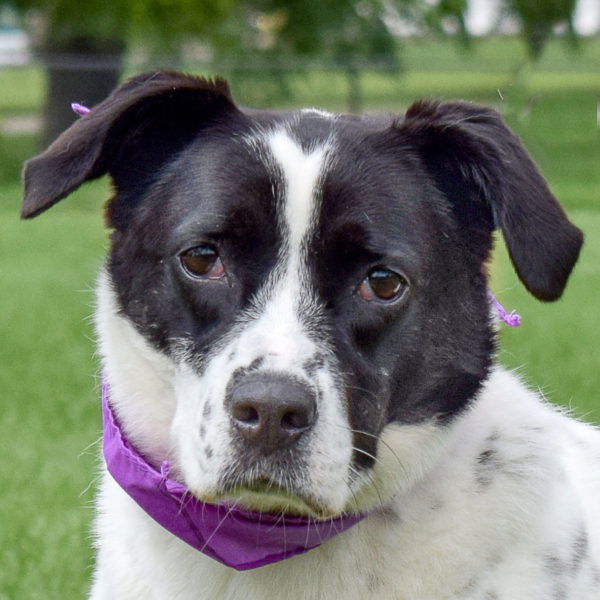 adoptable Dog in Huntley, IL named Ella