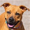 adoptable Dog in huntley, IL named Zoey