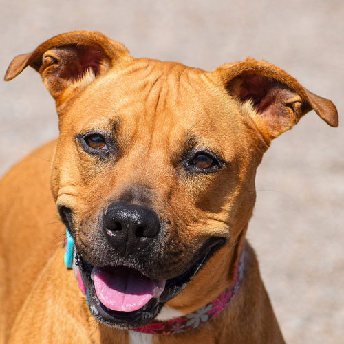picture of the dog needing adoption