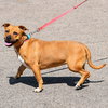 Zoey - Photo 2