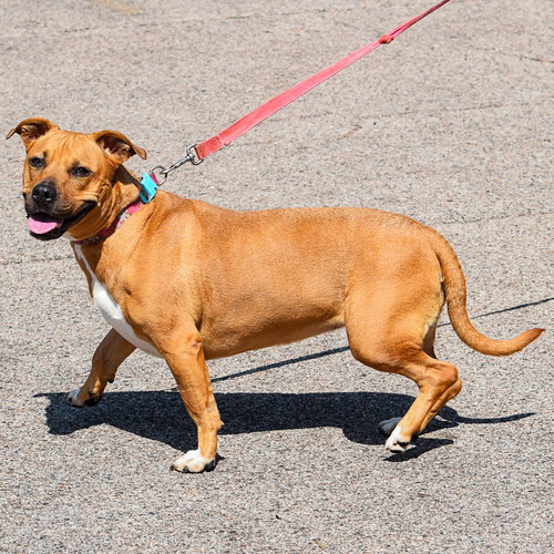 ZOEY - American Staffordshire Terrier / Basset Hound available for adoption