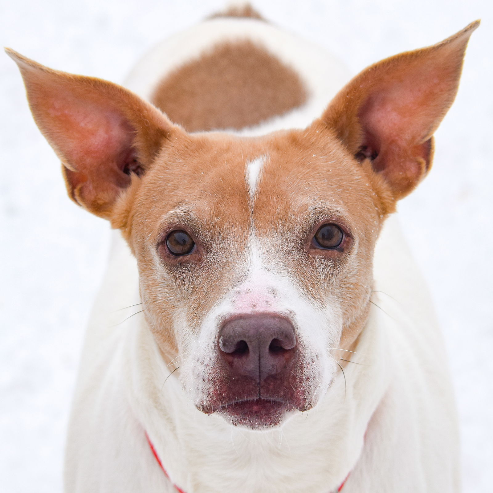 adoptable Dog in Huntley, IL named Nirvana