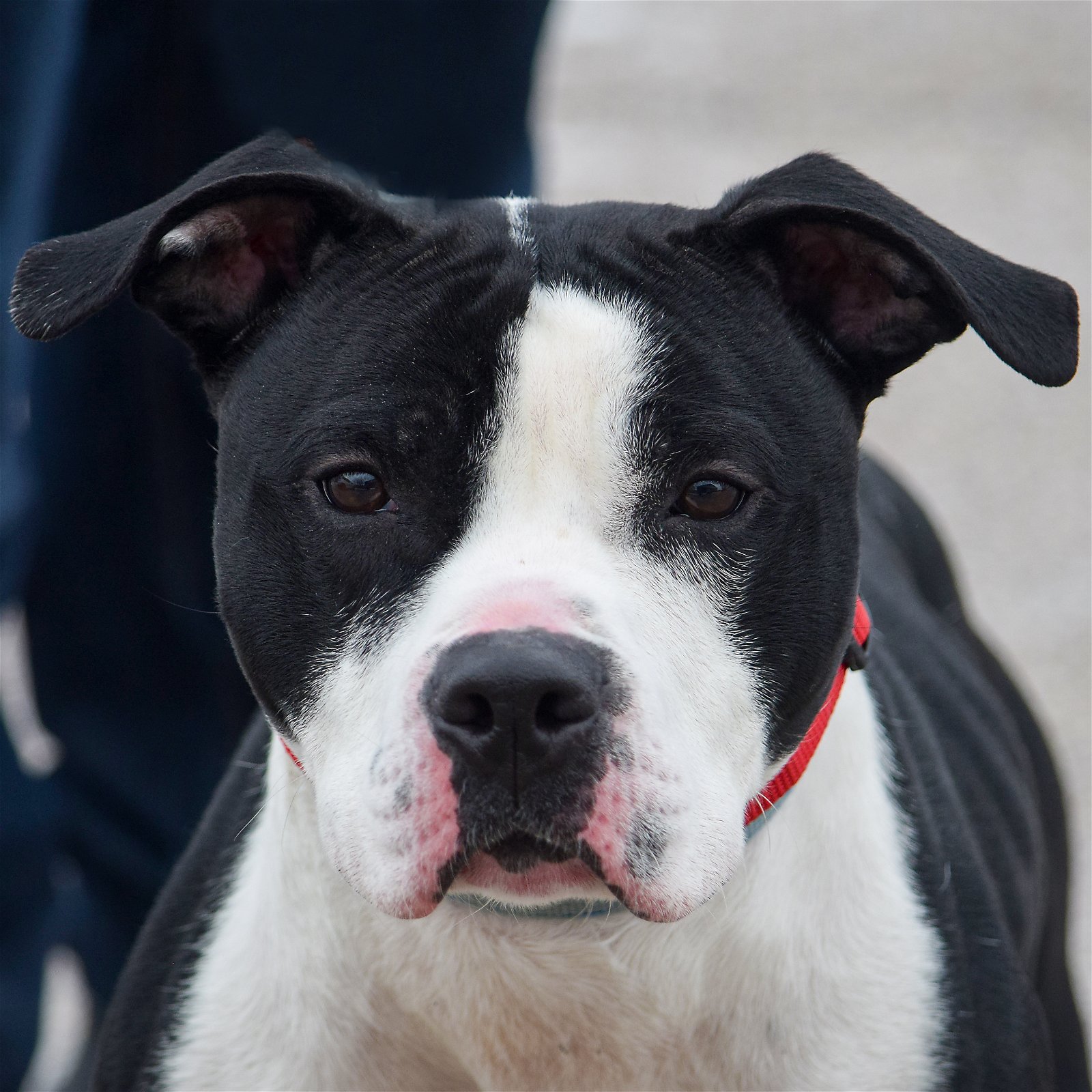 Dog adoption in Huntley, IL 60142: American Staffordshire Terrier / Boxer /  Mixed (short coat) Dog 