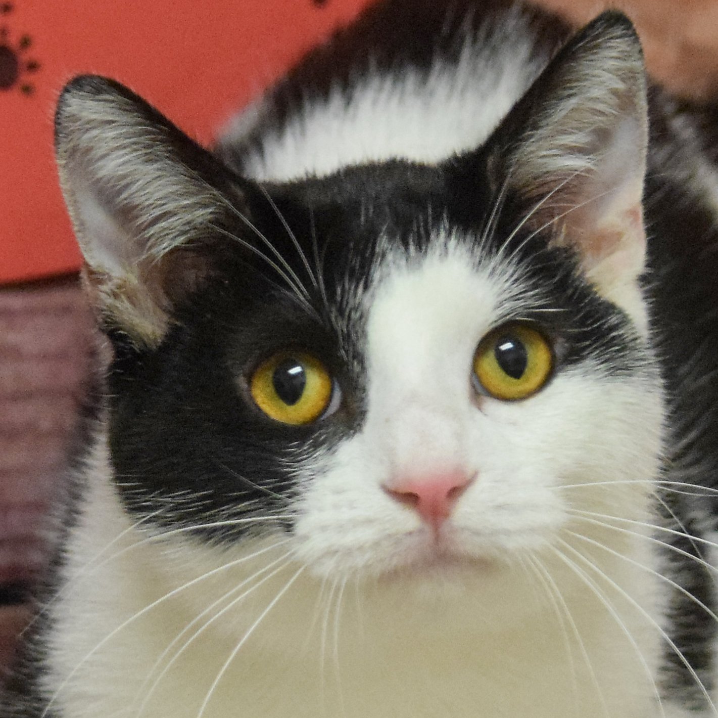 adoptable Cat in Huntley, IL named Vector