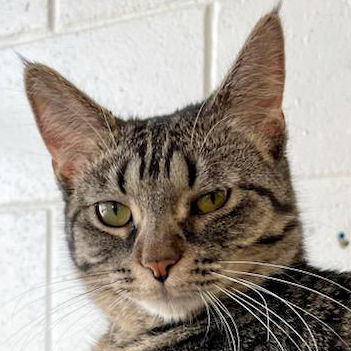 adoptable Cat in Huntley, IL named Pretzel