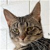 adoptable Cat in huntley, IL named Pretzel
