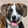 adoptable Dog in huntley, IL named Jepetto