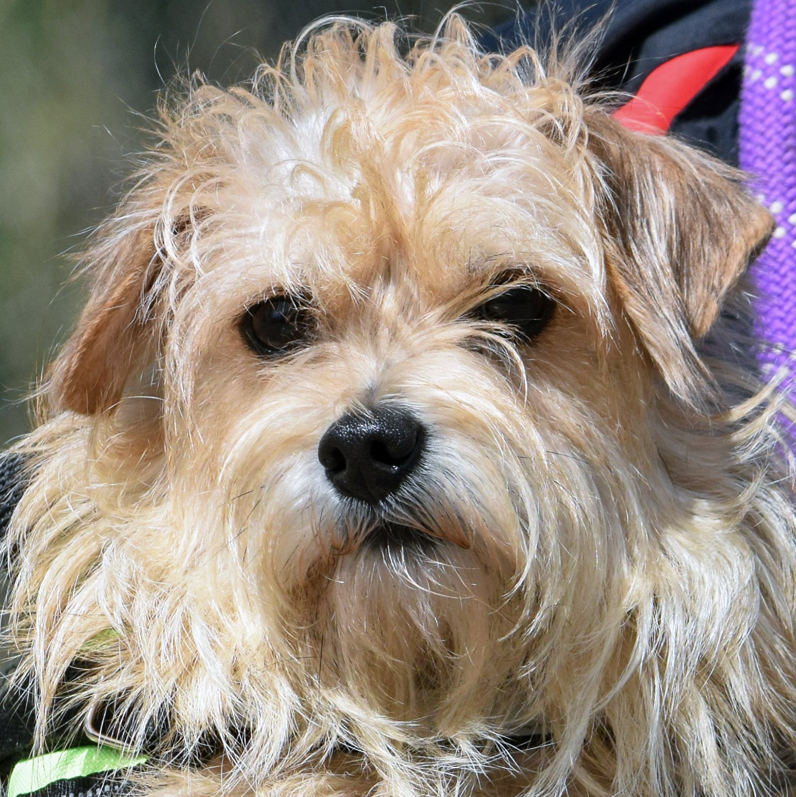 Dog adoption in Huntley, IL 60142: Norfolk Terrier / Yorkshire Terrier  Yorkie / Mixed (medium coat) Dog 