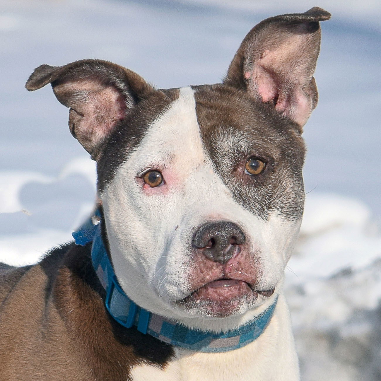 Dog adoption in Huntley, IL 60142: American Staffordshire Terrier ...