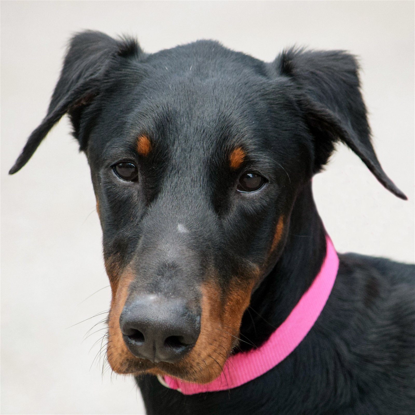 Dog adoption in Huntley, IL 60142: Doberman Pinscher / Mixed (short coat)  Dog 